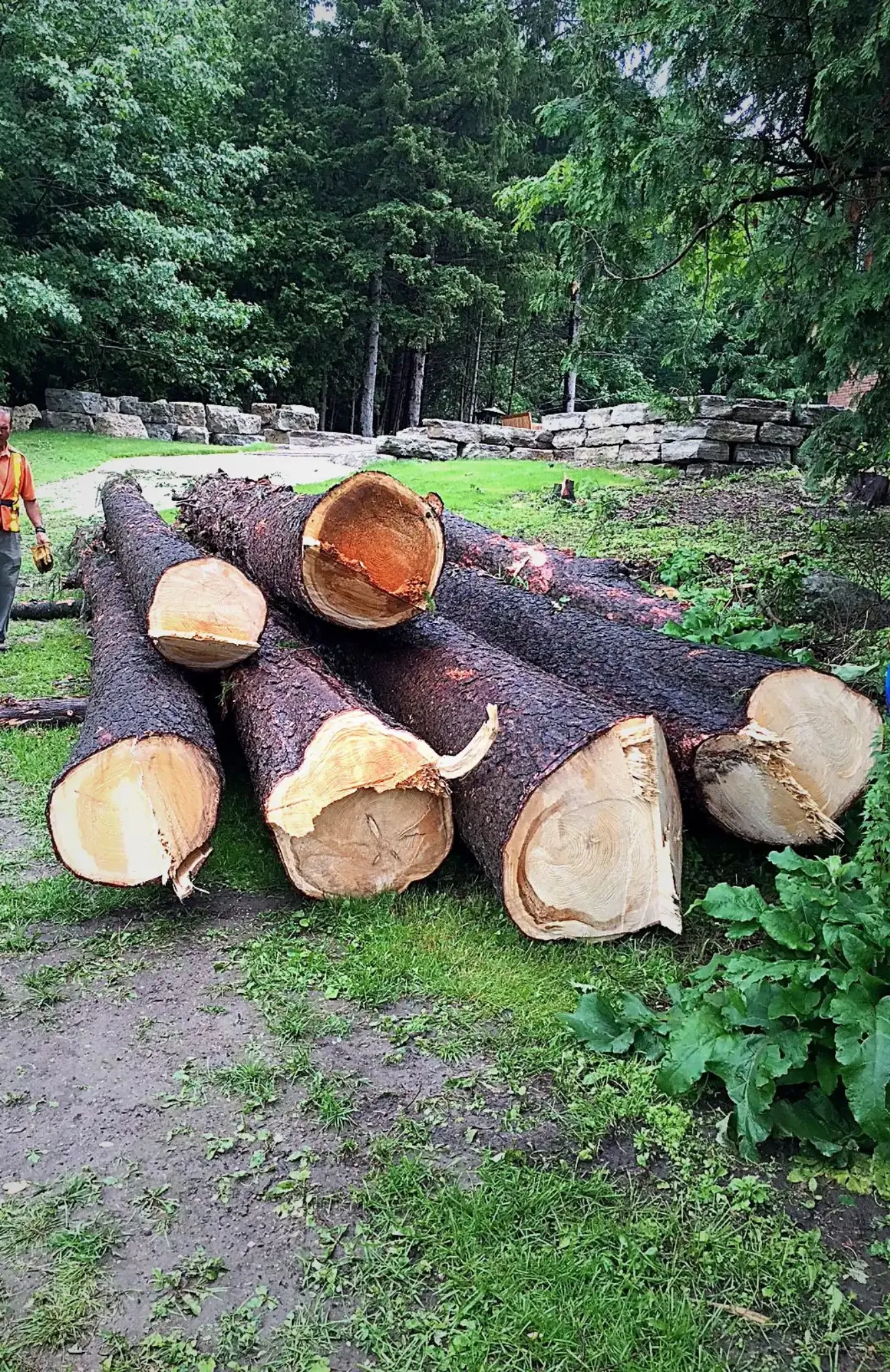 Residential arborist work completed by Arborize Ltd. in New Tecumseth.