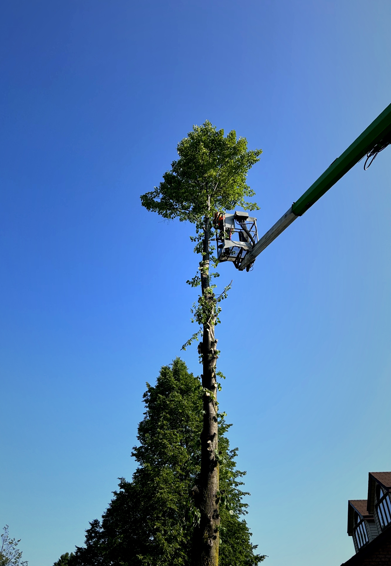 Large tree removal work completed by Arborize Ltd. in Tottenham.